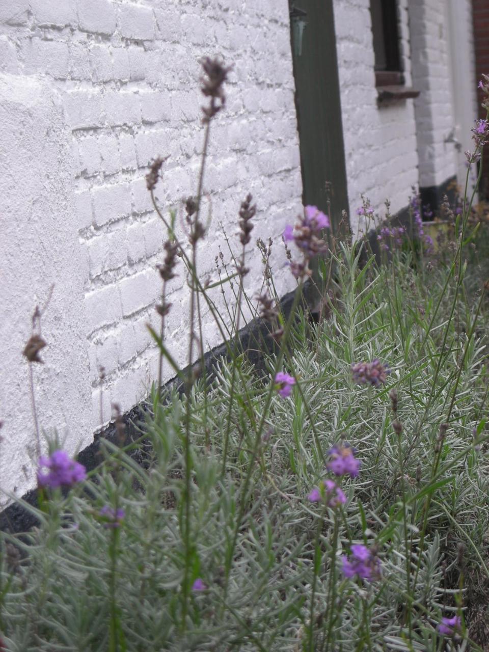 Het Aambeeld Bed & Breakfast Wanroij Bagian luar foto