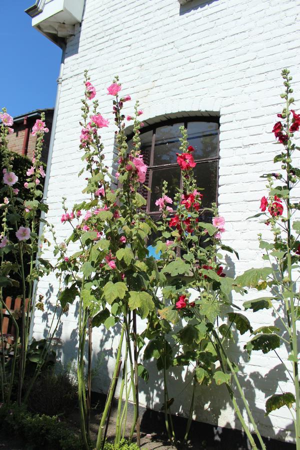 Het Aambeeld Bed & Breakfast Wanroij Bagian luar foto